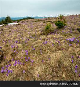 Colorful blooming purple violet Crocus heuffelianus (Crocus vernus) alpine flowers on spring Carpathian mountain plateau valley, Ukraine, Europe. Beautiful conceptual spring or early summer landscape.