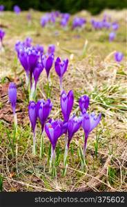 Colorful blooming purple violet Crocus heuffelianus (Crocus vernus) alpine flowers on spring mountain plateau valley.