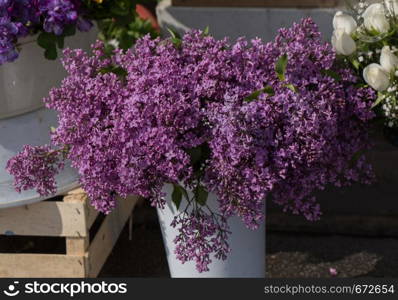 Colorful blooming spring flowers in vase