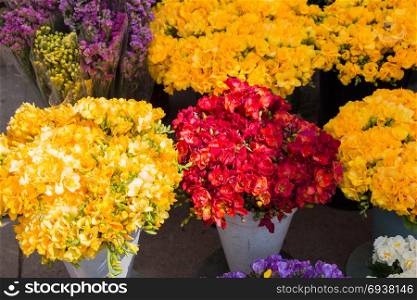 Colorful blooming spring flowers in vase