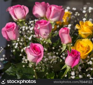 Colorful blooming spring roses in vase