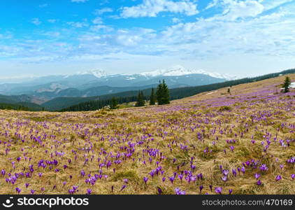 Colorful blooming violet Crocus heuffelianus vernus) alpine flowers on spring Carpathian mountain plateau valley, Ukraine. Beautiful conceptual spring or early summer panorama landscape.
