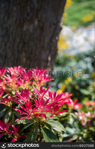 Colorful blooming wild spring flowers