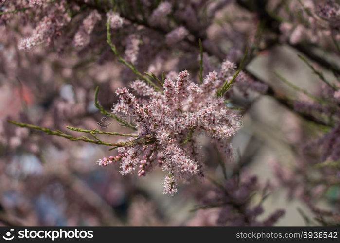 Colorful blooming wild spring flowers