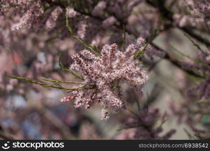 Colorful blooming wild spring flowers