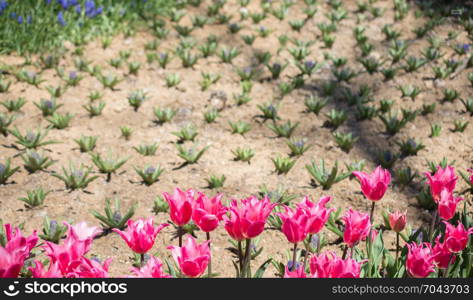 Colorful blooming wild spring flowers