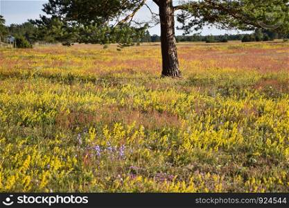 Colorful blossom field in summertime in a swedish nature reserve at the island Oland