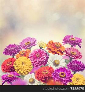 Colorful Blossom of Zinnia flowers. Zinnia flowers blooming