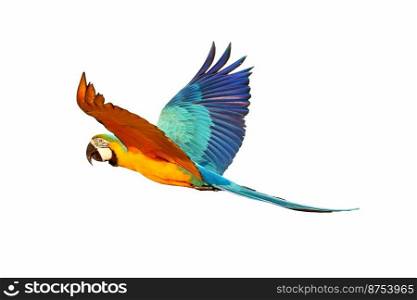 Colorful Blue and gold macaw parrot flying isolated on white background.