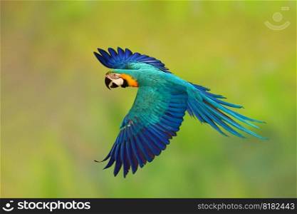 Colorful Blue and gold macaw parrot flying on green nature background.