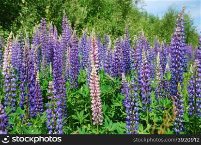 Colorful blue and pink sunlit lupines wildflowers in green surroundings