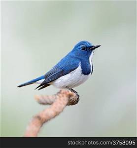 Colorful blue and white bird, male Ultramarine Flycatcher (Ficedula superciliaris) , perching on a branch, breast and side profile