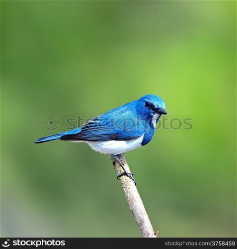 Colorful blue and white bird, male Ultramarine Flycatcher (Ficedula superciliaris) , perching on a branch, back profile