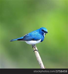 Colorful blue and white bird, male Ultramarine Flycatcher (Ficedula superciliaris) , perching on a branch, back profile