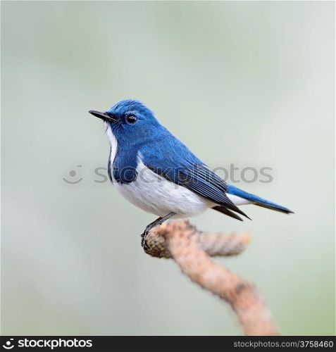 Colorful blue and white bird, male Ultramarine Flycatcher (Ficedula superciliaris) , perching on a branch, side profile
