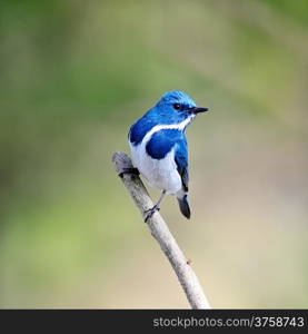 Colorful blue and white bird, male Ultramarine Flycatcher (Ficedula superciliaris) , perching on a branch, breast profile