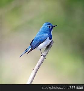 Colorful blue and white bird, male Ultramarine Flycatcher (Ficedula superciliaris) , perching on a branch, side profile