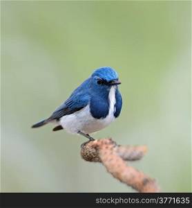 Colorful blue and white bird, male Ultramarine Flycatcher (Ficedula superciliaris) , perching on a branch, face and breast profile