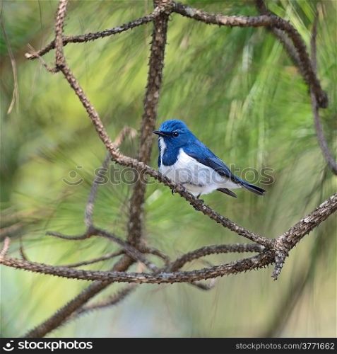 Colorful blue and white bird, male Ultramarine Flycatcher (Ficedula superciliaris) , perching on a branch, breast profile