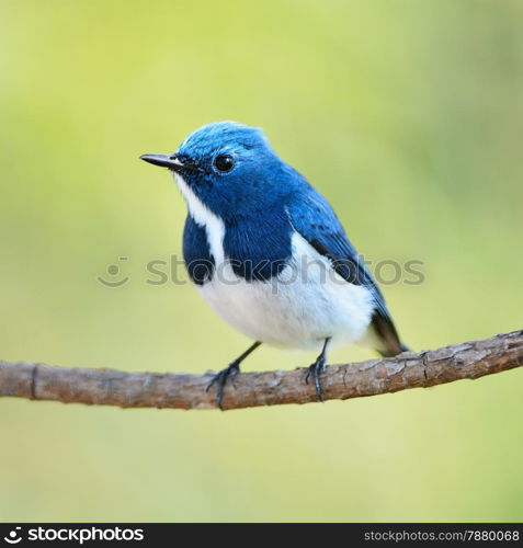 Colorful blue and white bird, male Ultramarine Flycatcher (Ficedula superciliaris), perching on a branch, breast profile