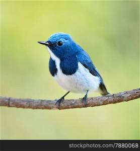 Colorful blue and white bird, male Ultramarine Flycatcher (Ficedula superciliaris), perching on a branch, breast profile
