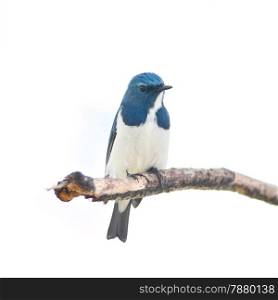Colorful blue and white bird, male Ultramarine Flycatcher (Ficedula superciliaris), perching on a branch, breast profile