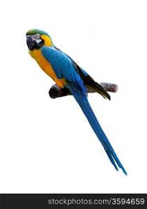 Colorful Blue And Yellow Parrot Macaw On White Background