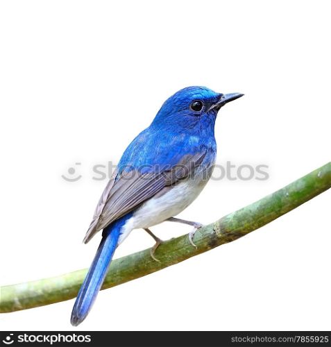 Colorful blue bird, male Hainan Blue Flycatcher (Cyornis hainana), standing on a branch, back profile, isolated on a white background