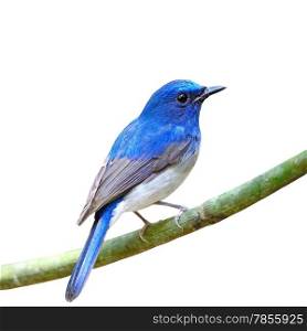 Colorful blue bird, male Hainan Blue Flycatcher (Cyornis hainana), standing on a branch, back profile, isolated on a white background