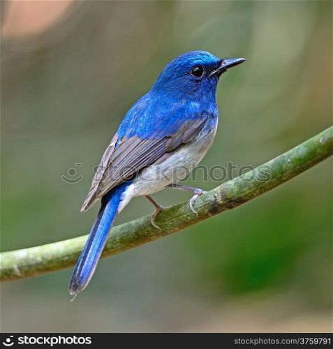 Colorful blue bird, male Hainan Blue Flycatcher (Cyornis hainana), standing on a branch, back profile