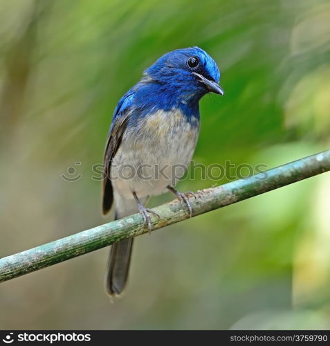 Colorful blue bird, male Hainan Blue Flycatcher (Cyornis hainana), standing on a branch, breast profile