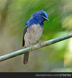 Colorful blue bird, male Hainan Blue Flycatcher (Cyornis hainana), standing on a branch, breast profile