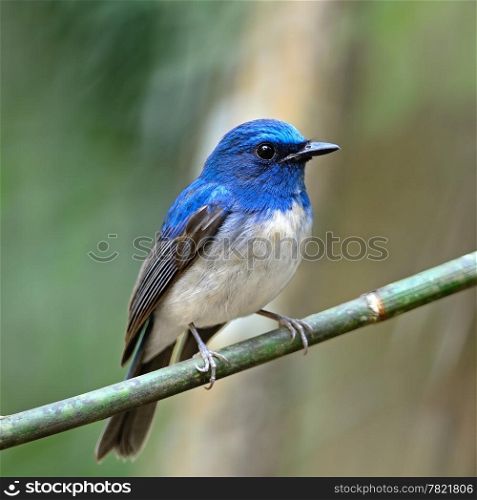Colorful blue bird, male Hainan Blue Flycatcher (Cyornis hainana), standing on a branch, breast profile