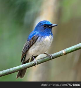 Colorful blue bird, male Hainan Blue Flycatcher (Cyornis hainana), standing on a branch, breast profile