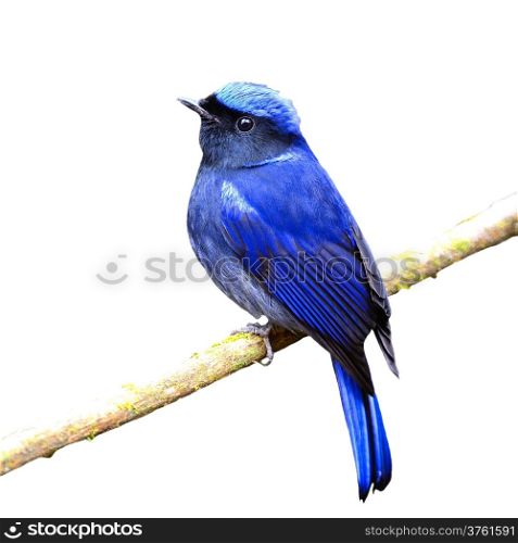 Colorful blue bird, male Large Niltava (Niltava grandis) on a branch, back profile, isolated on a white background