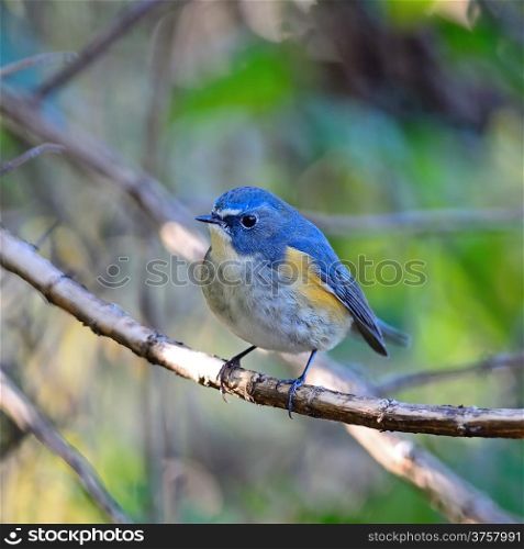 Colorful blue bird, male Red-flanked Bluetail (Tarsiger cyanurus), standing on a branch, side and breast profile