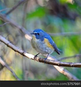Colorful blue bird, male Red-flanked Bluetail (Tarsiger cyanurus), standing on a branch, side and breast profile
