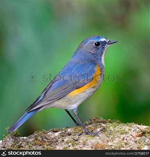 Colorful blue bird, male Red-flanked Bluetail (Tarsiger cyanurus), standing on the rock, side profile