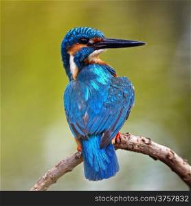 Colorful blue Kingfisher bird, male Common Kingfisher (Alcedo atthis), sitting on a branch, back and face profile