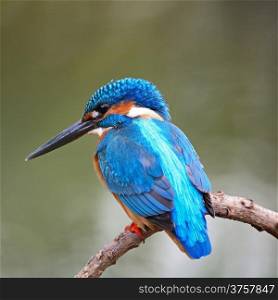 Colorful blue Kingfisher bird, male Common Kingfisher (Alcedo atthis), sitting on a branch, back and face profile