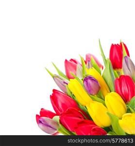 colorful bouquet of fresh spring tulip flowers on white background