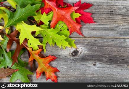 Colorful bright autumn leaves on rustic wooden boards