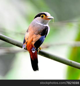 Colorful Broadbill, female Silver-breasted Broadbill (Serilophus lunatus), back profile standing on a branch during feeding food to their chicks