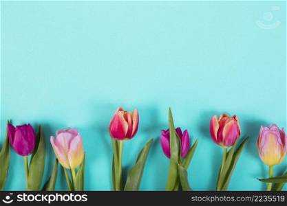 colorful buds tulips line