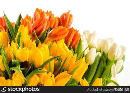 Colorful bunch of tulips spring flowers isolated on white
