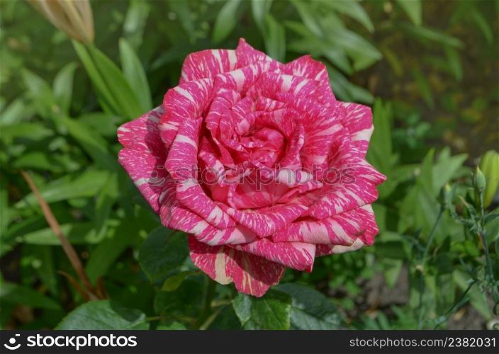 Colorful bush of striped roses in the garden. Beautiful pink and white striped rose. Pink roses with white stripes