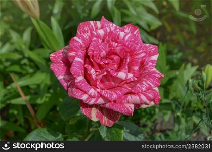 Colorful bush of striped roses in the garden. Beautiful pink and white striped rose. Pink roses with white stripes
