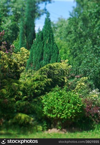 Colorful Bushes in Beautiful Lush Sunny Garden . Shallow depth-of-field