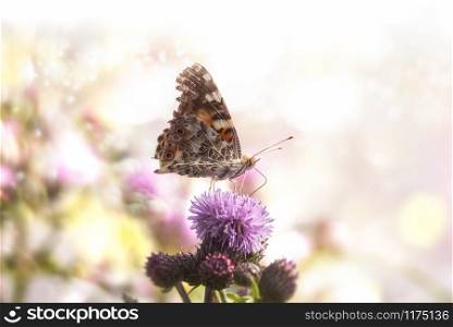 Colorful butterfly on a thistle purple flower in sunlight. Surreal summer image with wildflower and butterfly. Lovely butterfly feeding on a flower.