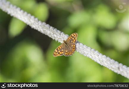 colorful butterfly perched on a branch